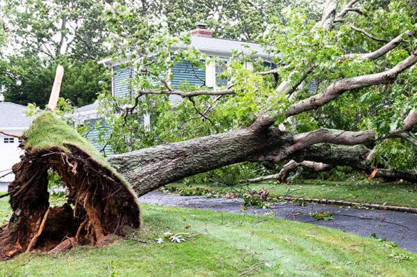 Wind & Tree Damage